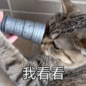 猫咪表情包
