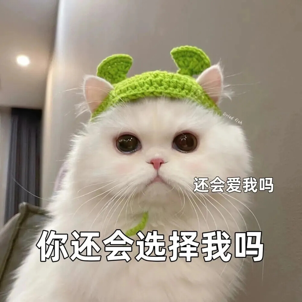 猫咪表情包