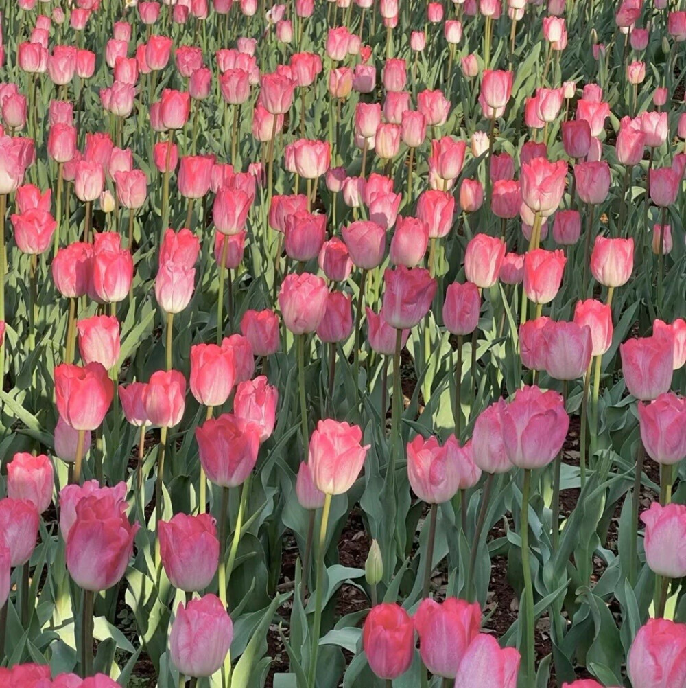 图源ks一支椿
4.30