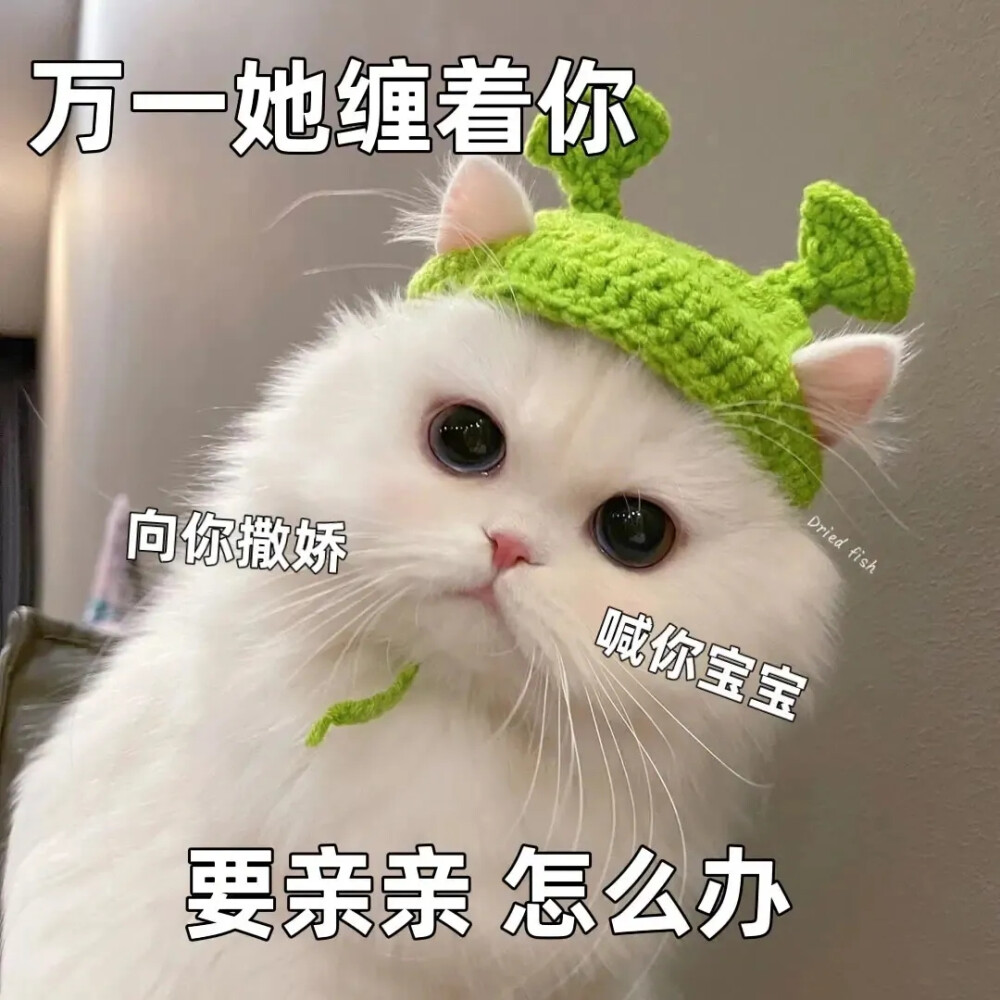 猫咪表情包