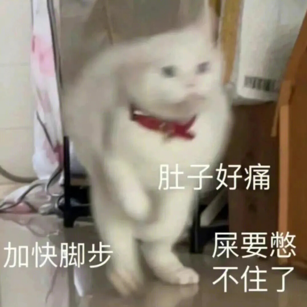 猫咪表情包