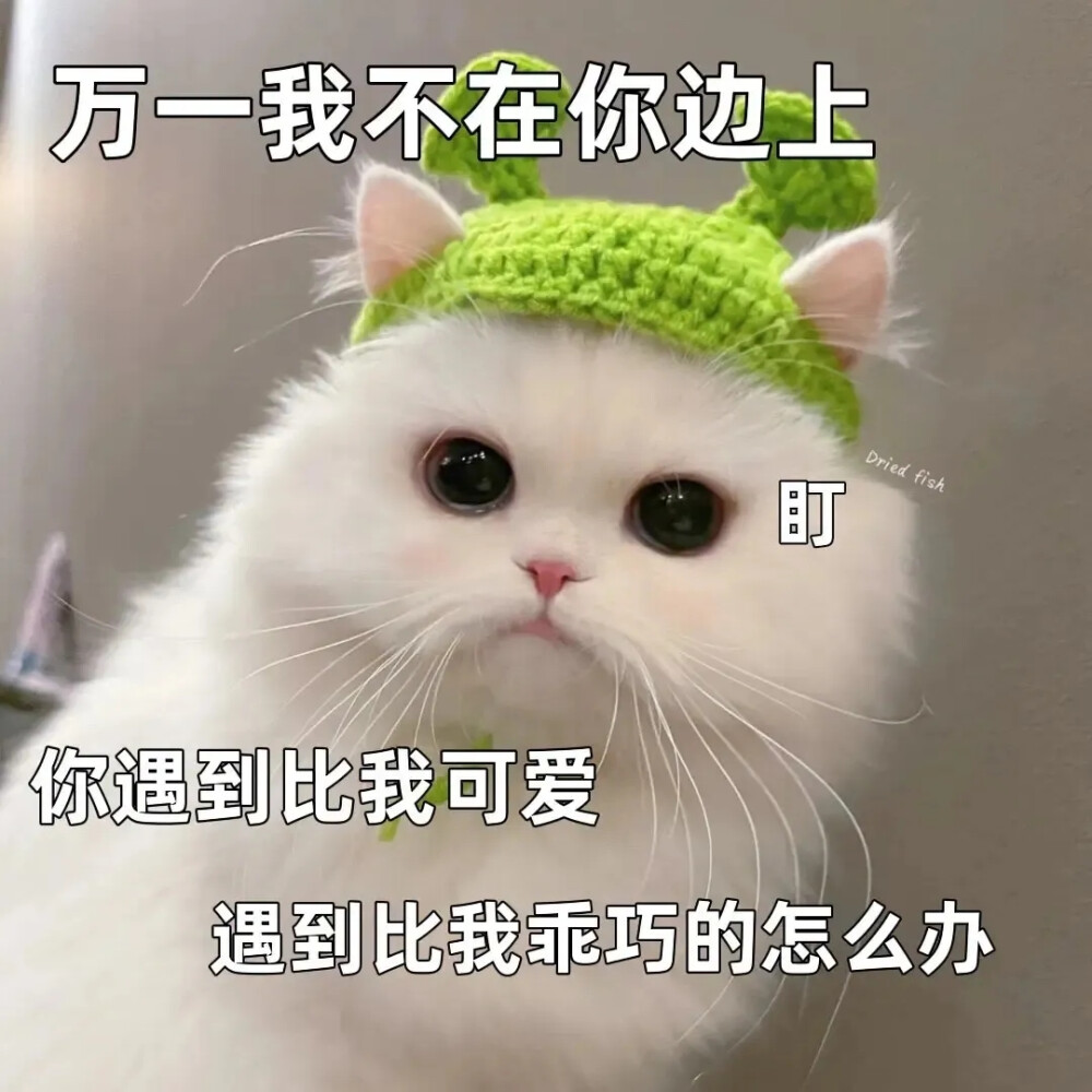 猫咪表情包