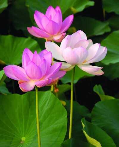莲花
