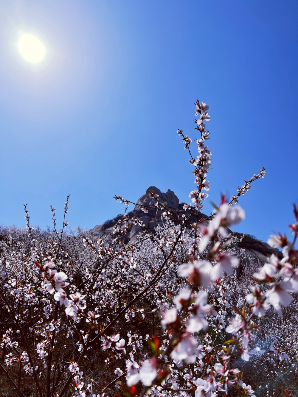 山花烂漫