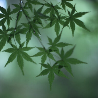 我喜欢绿色，因为绿色触目可及，它是温柔，是纯粹美好
