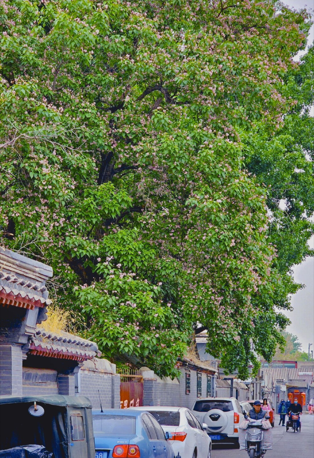 恭俭胡同楸树花