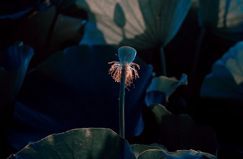 莲花 荷花 壁纸