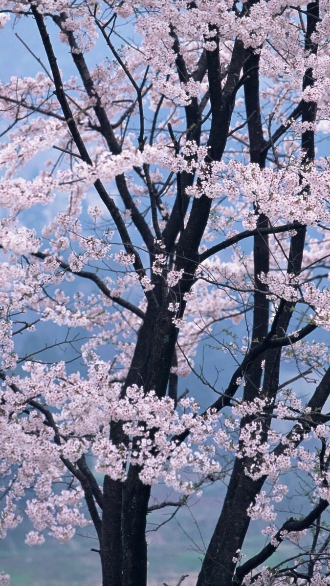 落花的姹紫，孤傲苍山，依然如诗如画。
清辉霞光，落花魂，不只是因为眷念。