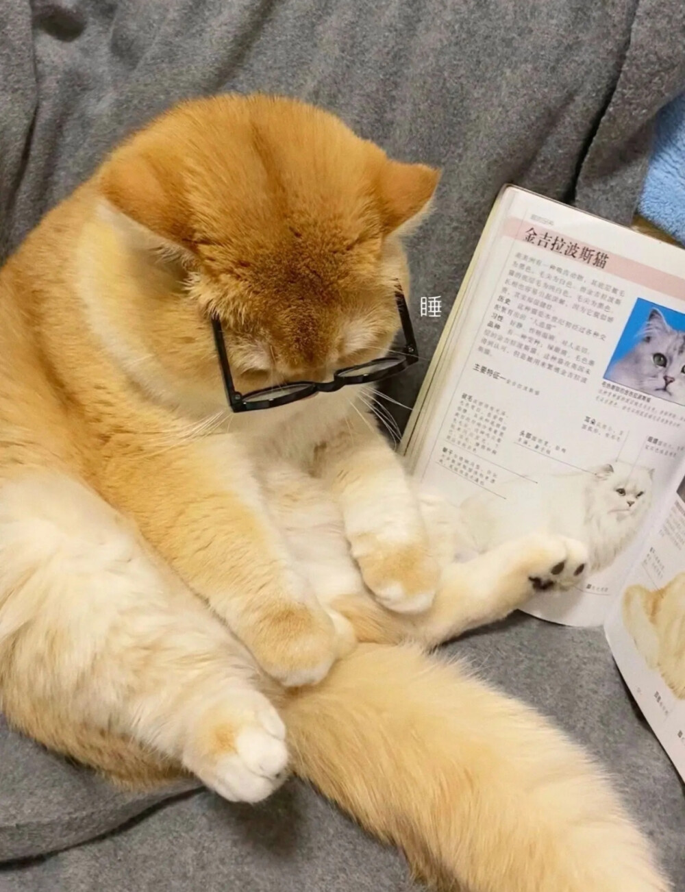 猫猫头像