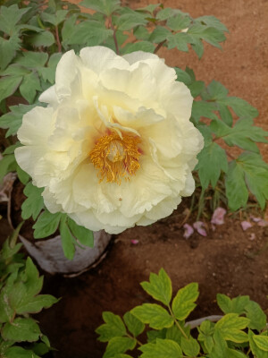 牡丹花