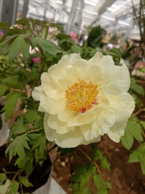 牡丹花