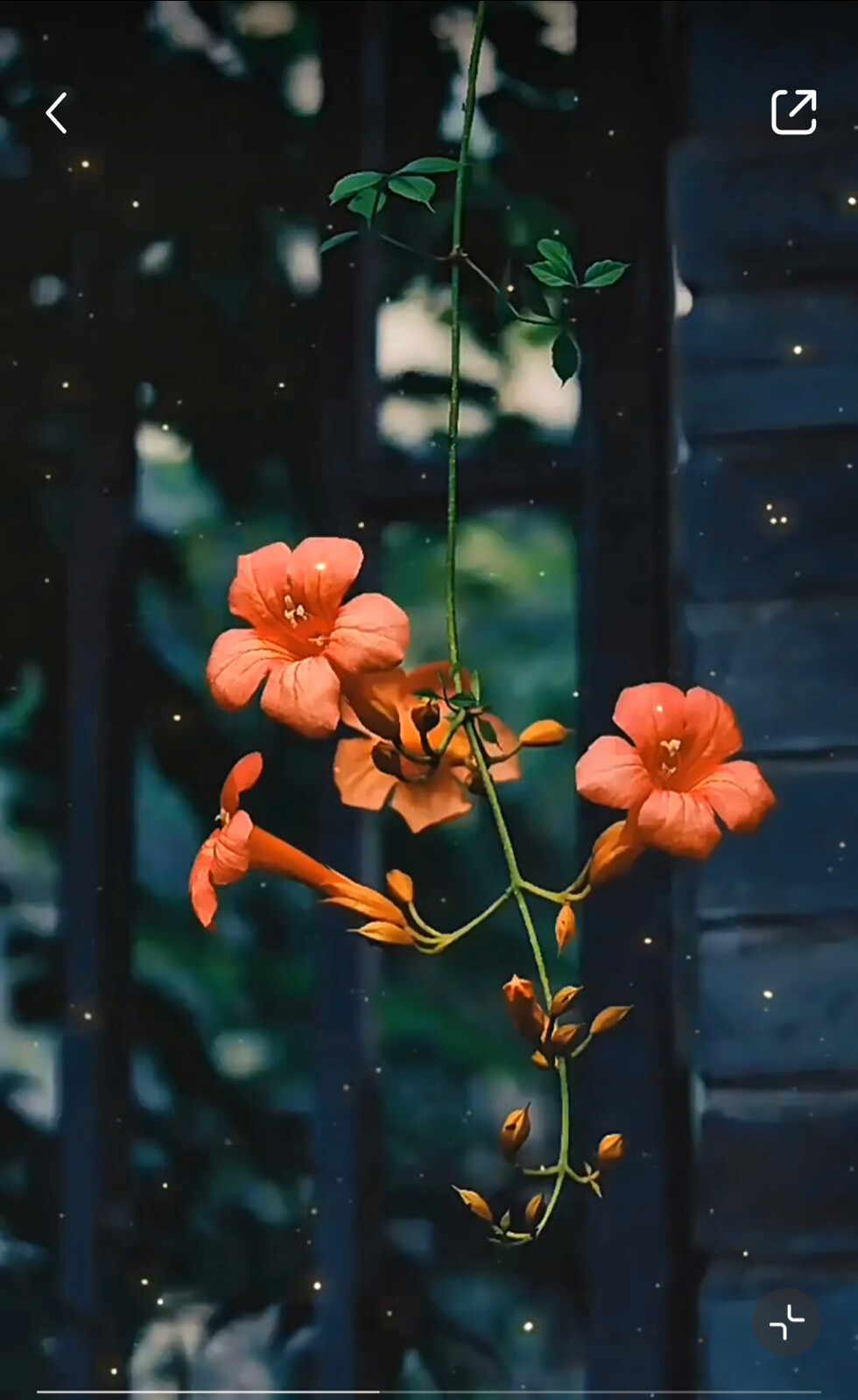 落花的姹紫，孤傲苍山，依然如诗如画。
清辉霞光，落花魂，不只是因为眷念。