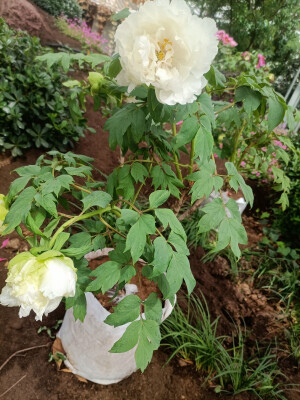 牡丹花