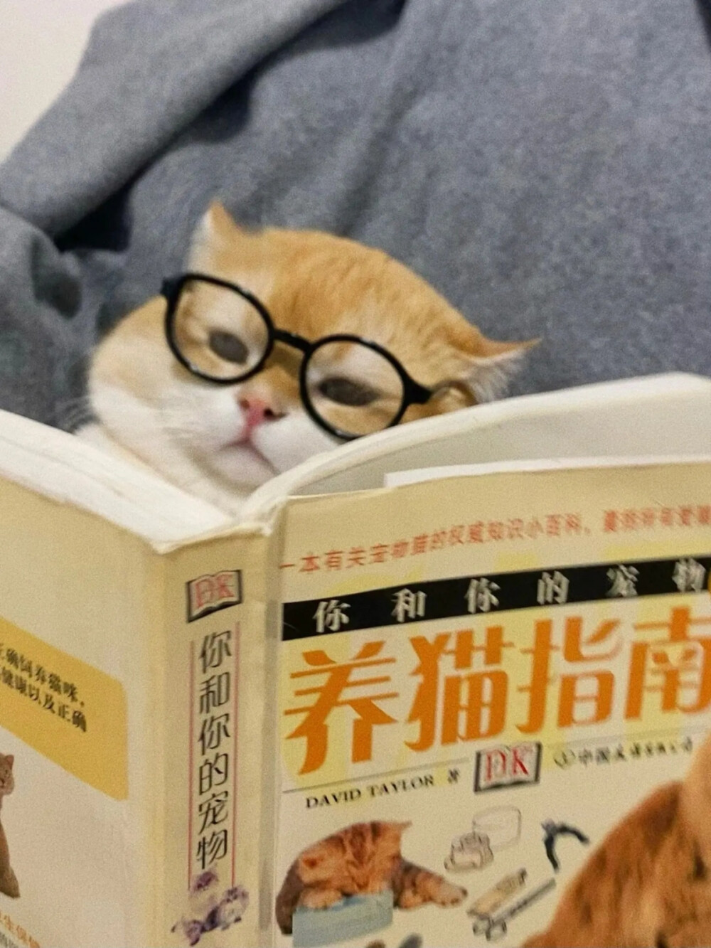 猫猫头像