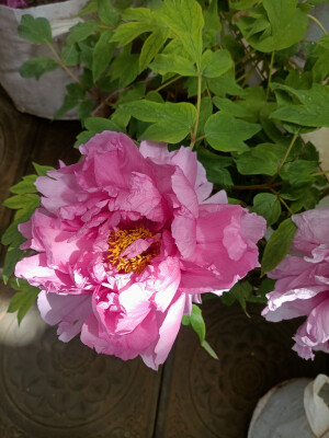 牡丹花