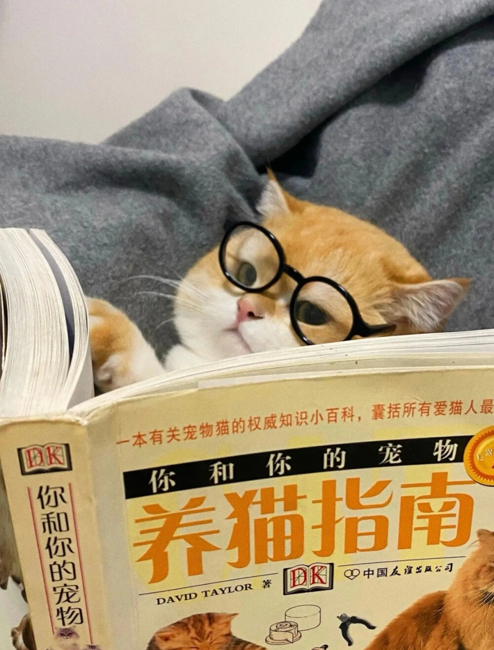 猫猫头像