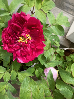 牡丹花