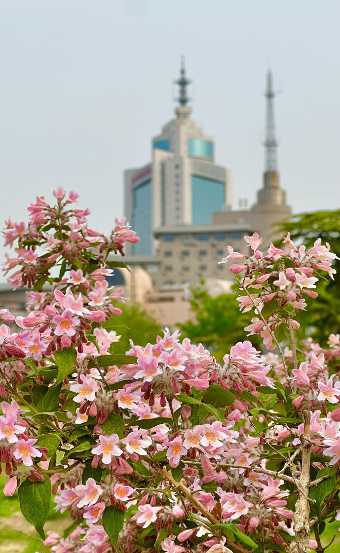 莲花池的海仙锦带