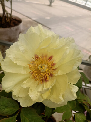 牡丹花