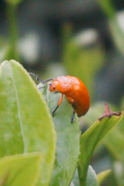 茶园的昆虫