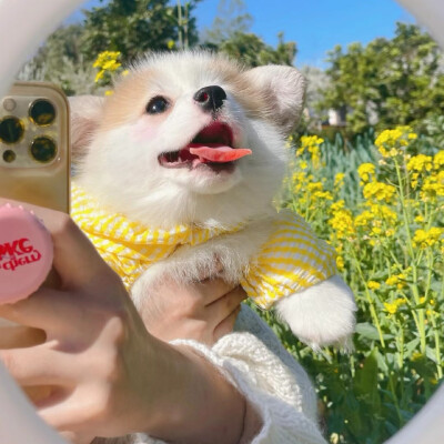 可可爱爱头像