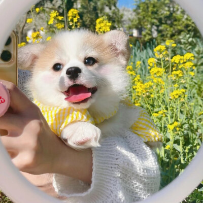 可可爱爱头像