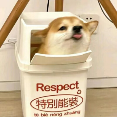 可可爱爱头像