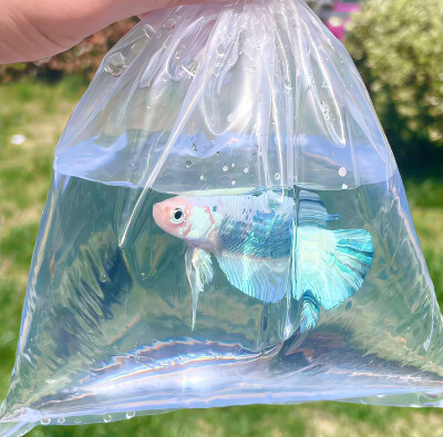 图源weibo侵权删