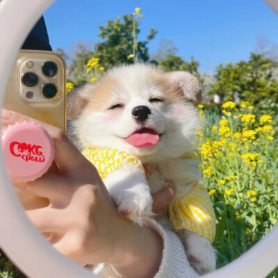 可可爱爱头像