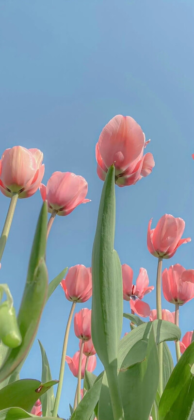 鲜花壁纸