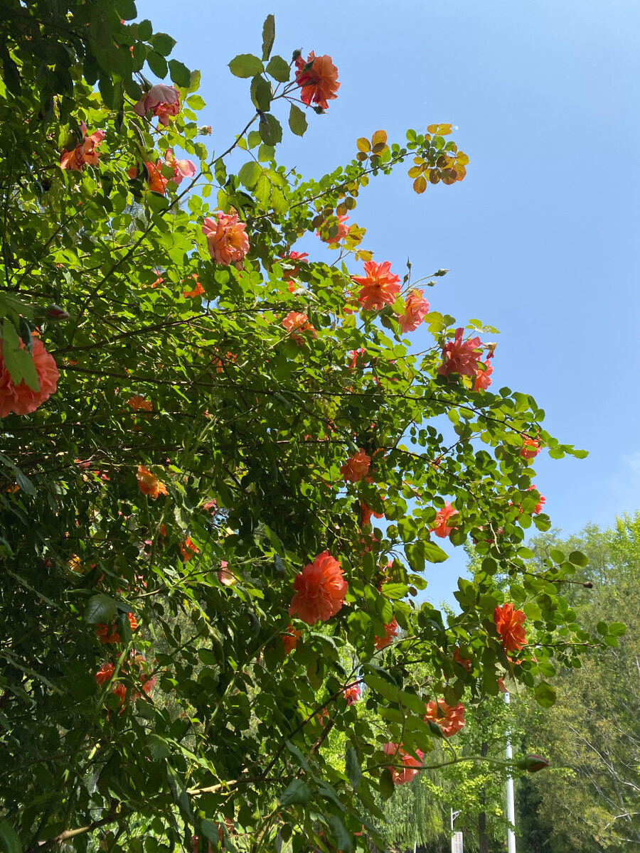 春天的月季花3