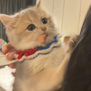 如果小猫会说话～
#可爱头像#