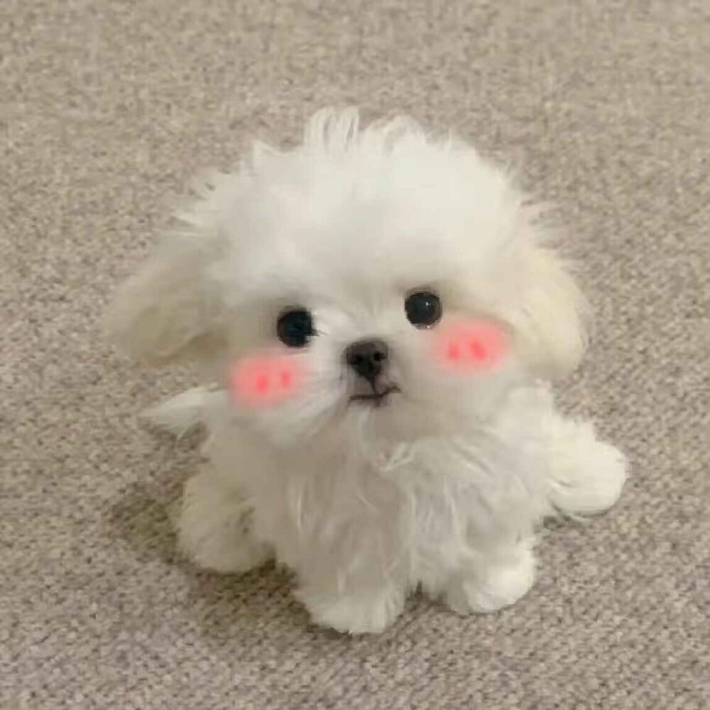 小王子永远爱玫瑰花