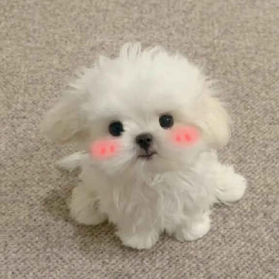 小王子永远爱玫瑰花