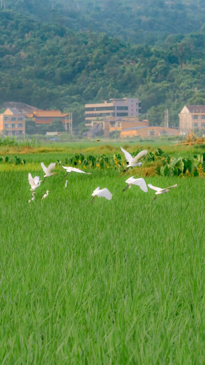 背景图|壁纸|锁屏