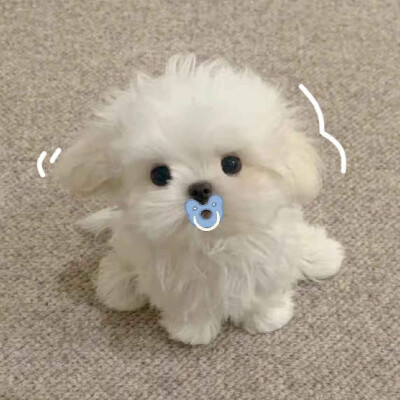 小王子永远爱玫瑰花