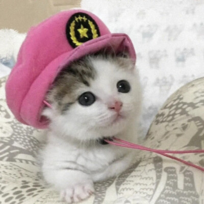 猫猫