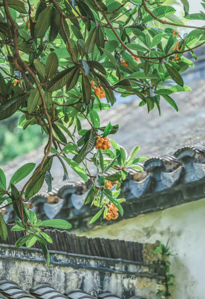 初夏枇杷 枝头硕果