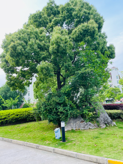 华东师范大学