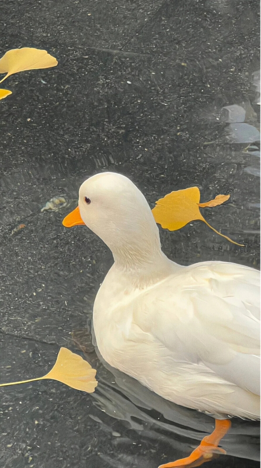 夏日壁纸