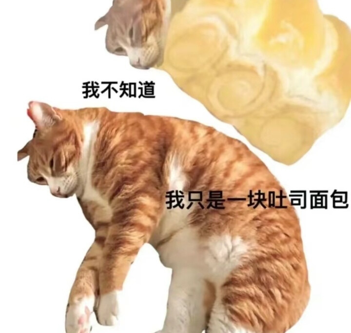 怪怪的猫猫表情包