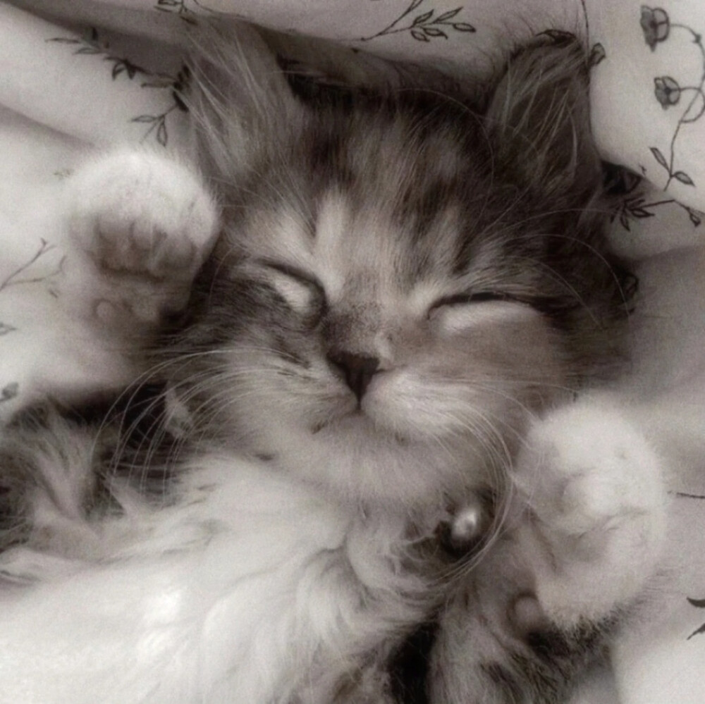猫猫