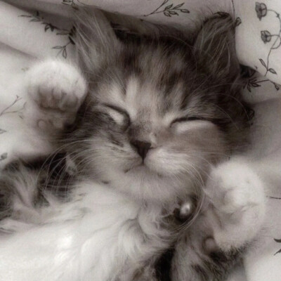 猫猫