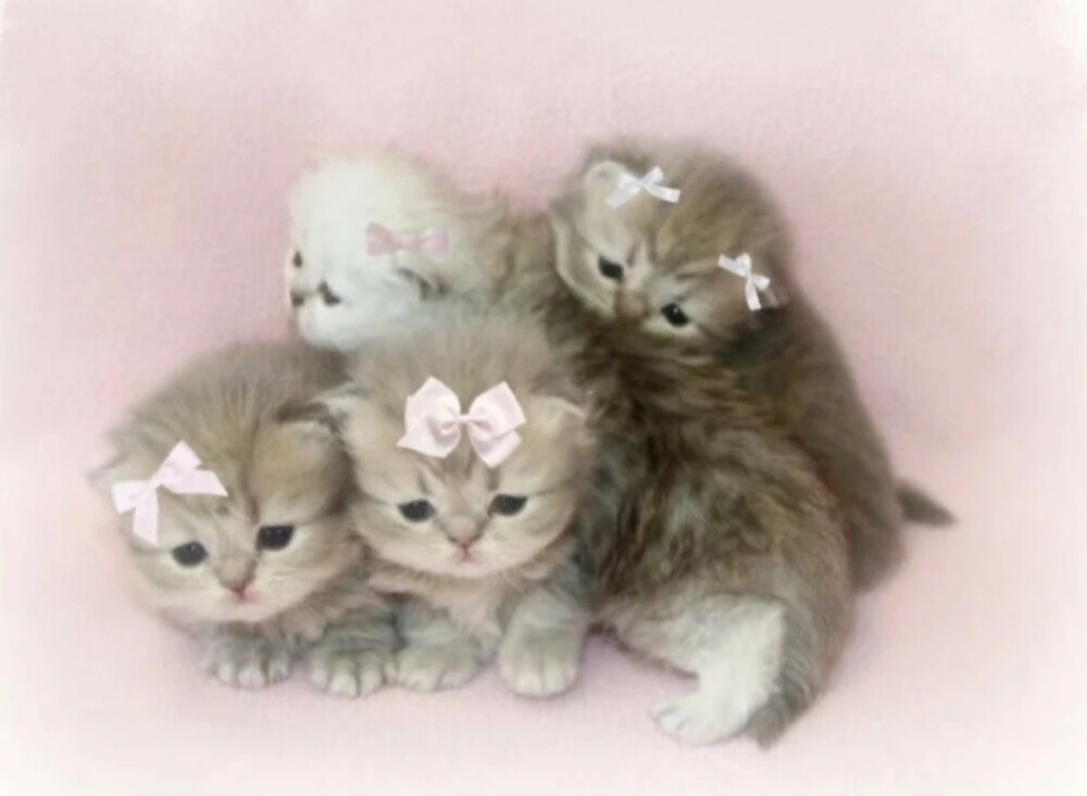 猫猫