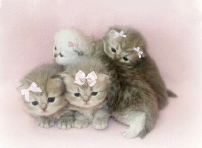 猫猫
