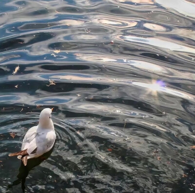 背景｜文案
风悄悄亲了一下叶子，晚霞看见了，不知不觉红了脸。