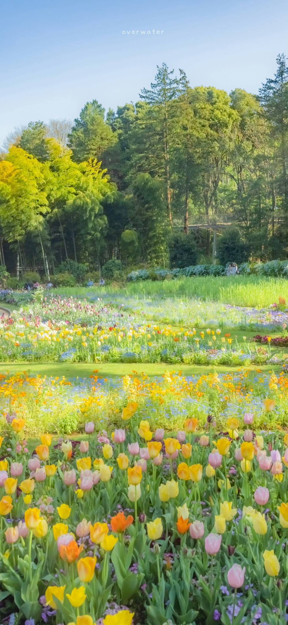 朋友圈小清新 风景 山水图 花