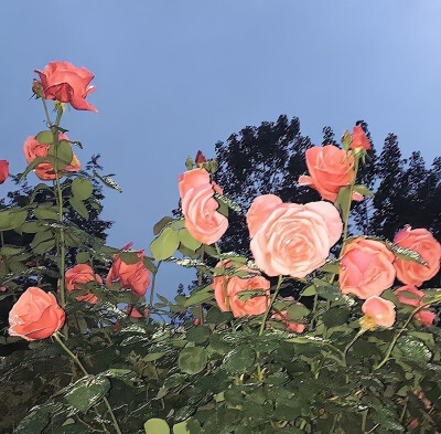 背景｜文案
祝少年不老，祝爱情和自尊两全，祝所有想触碰却又缩回的手，最终都紧紧牵在一起。