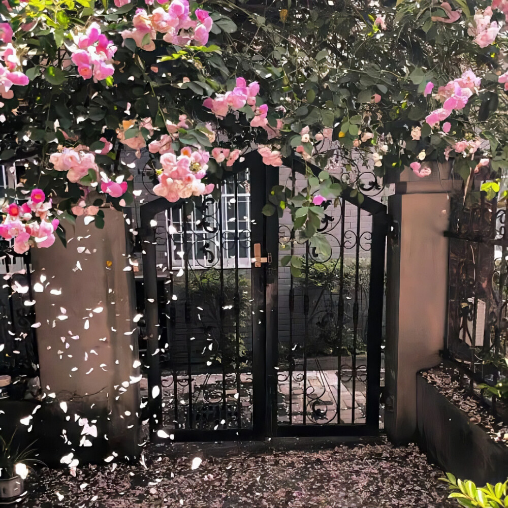 背景｜文案
风悄悄亲了一下叶子，晚霞看见了，不知不觉红了脸。