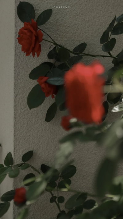 玫瑰，浪漫
壁纸
摄影＃Chareny